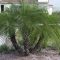 Easy and low maintenance front yard landscaping ideas 17