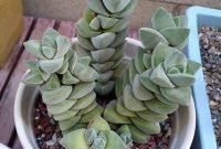 Awesome succulent garden ideas for 2018 07