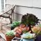 Awesome succulent garden ideas for 2018 13
