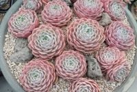 Awesome succulent garden ideas for 2018 14
