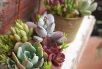 Awesome succulent garden ideas for 2018 21