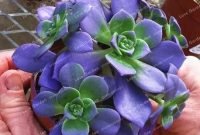 Awesome succulent garden ideas for 2018 38