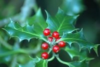 Pretty colorful winter plants and christmas for frontyard decoration ideas 23