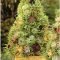 Pretty colorful winter plants and christmas for frontyard decoration ideas 28