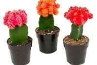 Wonderful cactus centerpieces ideas28