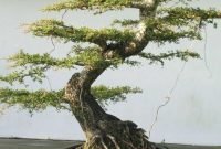 Brilliant bonsai plant design ideas for garden03
