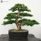 Brilliant bonsai plant design ideas for garden06