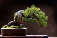 Brilliant bonsai plant design ideas for garden07