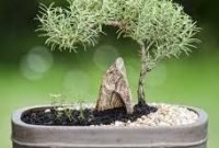 Brilliant bonsai plant design ideas for garden08