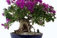 Brilliant bonsai plant design ideas for garden09