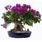 Brilliant bonsai plant design ideas for garden09