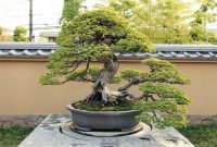 Brilliant bonsai plant design ideas for garden10