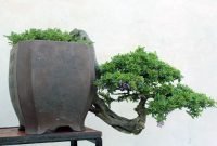 Brilliant bonsai plant design ideas for garden11