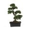 Brilliant bonsai plant design ideas for garden12