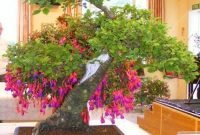 Brilliant bonsai plant design ideas for garden15