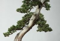 Brilliant bonsai plant design ideas for garden17