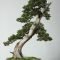 Brilliant bonsai plant design ideas for garden17