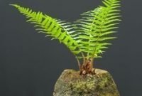 Brilliant bonsai plant design ideas for garden18