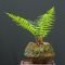 Brilliant bonsai plant design ideas for garden18