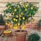Brilliant bonsai plant design ideas for garden21