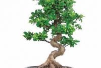Brilliant bonsai plant design ideas for garden22