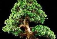 Brilliant bonsai plant design ideas for garden24