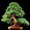 Brilliant bonsai plant design ideas for garden24