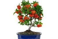 Brilliant bonsai plant design ideas for garden25