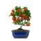 Brilliant bonsai plant design ideas for garden25