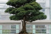 Brilliant bonsai plant design ideas for garden31