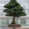 Brilliant bonsai plant design ideas for garden31