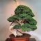 Brilliant bonsai plant design ideas for garden33