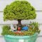 Brilliant bonsai plant design ideas for garden34