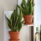 Simple wall plants decorating ideas16