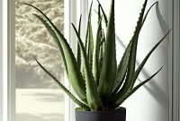 Simple wall plants decorating ideas32