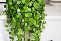 Popular hanging planter ideas for outdoor24