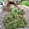Amazing front yard landscaping ideas with low maintenance to try02