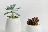 Designer pots for plants online india