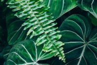 Lush green tropical plants