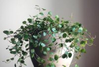 Indoor plant circular leaves